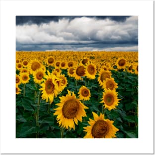 SCENERY 70 - Yellow Sunflower Blooming Flower Blossom Posters and Art